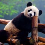 【海外ボランティア第三弾！】中国 ジャイアントパンダ保護活動と四川料理体験 5日間