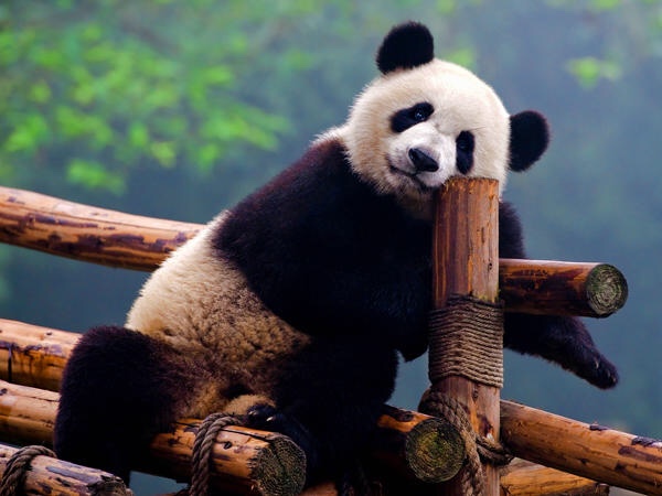 【海外ボランティア第三弾！】中国 ジャイアントパンダ保護活動と四川料理体験 5日間